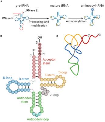 Hijacking tRNAs From Translation: Regulatory Functions of tRNAs in Mammalian Cell Physiology